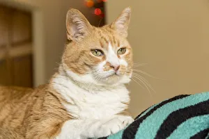 Tabby Prints: Domestic short-hair cat, deep in thought (PR)