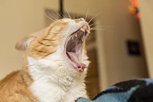 Janet Horton Prints: Domestic short-hair cat giving a big yawn and showing off her sharp teeth. (PR)