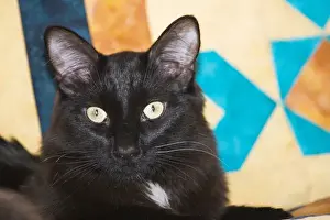 Felis Catus Prints: domestic shorthair Black Cat sitting on bed with yellow and blue quilt