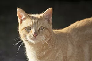 Domestic Shorthair Cat