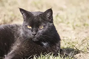 Felis Catus Prints: Domestic Shorthair Cat laying in grass after rolling in dry grass