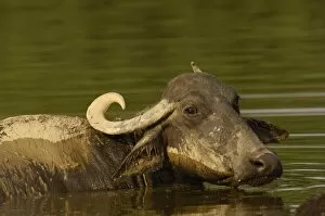 Domestic waterbuffalo bathing. These animals are used for their milk as well as to plough fields