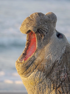 Malvinas Prints: Dominant bull or beach master, threat display
