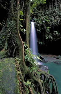 Dominica Prints: Dominica, Emerald Pool, Waterfall