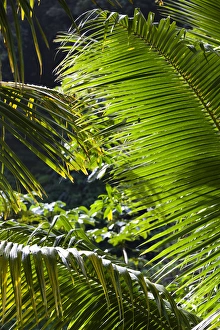 West Indies Prints: Dominica, Roseau, Roseau Valley, tropical vegetation, rain forest