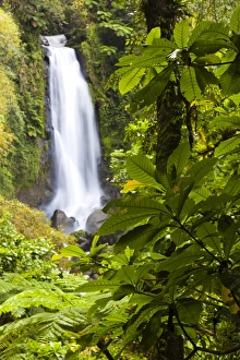 Images Dated 21st March 2012: Dominica, Roseau, Roseau Valley, Trafalgar Falls