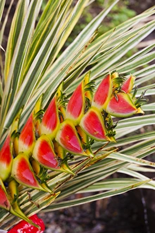 Images Dated 21st March 2012: Dominica, Roseau, tropical vegetation, heliconia, heliconiaceae