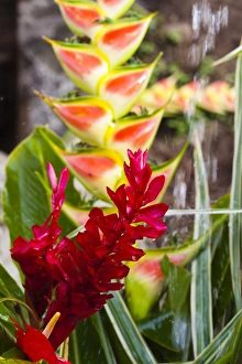 West Indies Prints: Dominica, Roseau, tropical vegetation, heliconia, heliconiaceae, and red ginger