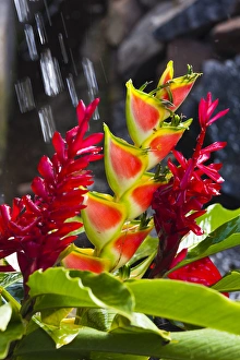 Images Dated 21st March 2012: Dominica, Roseau, tropical vegetation, heliconia, heliconiaceae, and red ginger