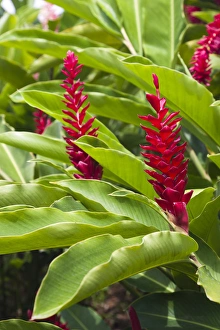 West Indies Prints: Dominica, Salybia, red ginger flower, alpinia purpurata