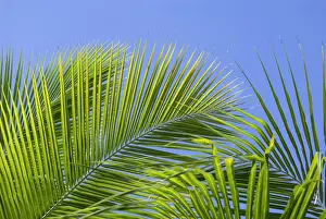 Bayahibe Prints: Dominican Republic, Bayahibe, Viva Wyndham Dominicus Beach