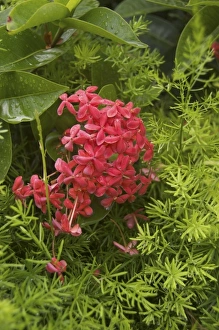 Bavaro Prints: Dominican Republic, Caribbean, Bavaro, Punta Cana, Penta flower