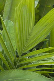 Images Dated 23rd December 2009: Dominican Republic, La Romana, Casa de Campo Resort, tropical vegetation