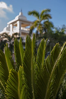 Images Dated 7th March 2011: Dominican Republic, Punta Cana, Higuey, Bavaro, Riu Palace, rooftop terrace, palm tree