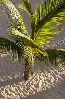 Images Dated 7th March 2011: Dominican Republic, Punta Cana, Higuey, Bavaro, Bavaro Beach, palm tree