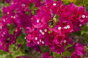 Images Dated 8th March 2011: Dominican Republic, Punta Cana, Higuey, Bavaro, Bougainvillea