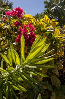 Dominican Republic, Punta Cana, Higuey, Bavaro, Bougainvillea, tropical garden