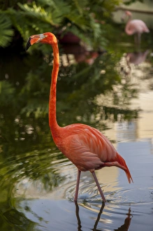 Images Dated 8th January 2012: Dominican Republic, Punta Cana, Higuey, Bavaro, Iberostar Grand, pink flamingo