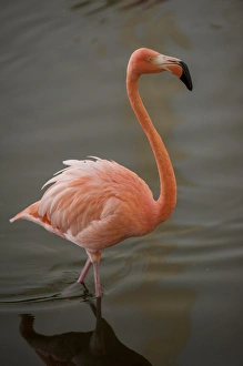 Images Dated 8th January 2012: Dominican Republic, Punta Cana, Higuey, Bavaro, Iberostar Grand, pink flamingo