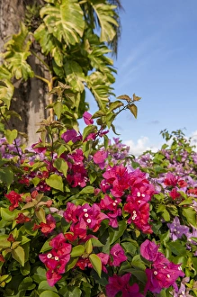 Images Dated 11th January 2012: Dominican Republic, Punta Cana, Higuey, Bavaro, Bougainvillea