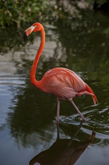 Dominican Republic, Punta Cana, Higuey, Bavaro, Iberostar Grand, pink flamingo