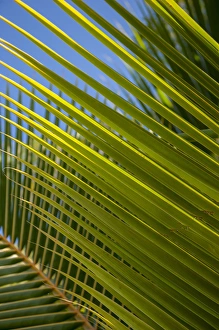 Images Dated 10th January 2012: Dominican Republic, Punta Cana, Higuey, Bavaro, palm frond