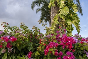 Images Dated 11th January 2012: Dominican Republic, Punta Cana, Higuey, Bavaro, Bougainvillea