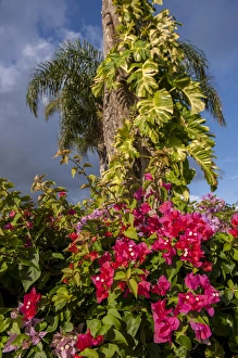 Images Dated 11th January 2012: Dominican Republic, Punta Cana, Higuey, Bavaro, Bougainvillea