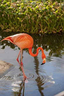Images Dated 11th January 2012: Dominican Republic, Punta Cana, Higuey, Bavaro, Iberostar Grand, pink flamingo