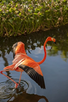 Images Dated 11th January 2012: Dominican Republic, Punta Cana, Higuey, Bavaro, Iberostar Grand, pink flamingo