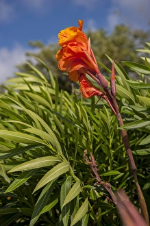 Images Dated 12th January 2012: Dominican Republic, Punta Cana, Higuey, Bavaro, Canna, tropical flower