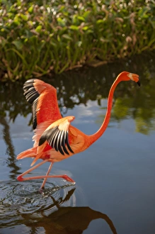 Images Dated 11th January 2012: Dominican Republic, Punta Cana, Higuey, Bavaro, Iberostar Grand, pink flamingo