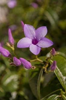 Images Dated 12th January 2012: Dominican Republic, Punta Cana, Higuey, Bavaro, purple tropical flowers