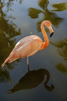 Dominican Republic, Punta Cana, Higuey, Bavaro, Iberostar Grand, pink flamingo