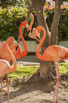 Images Dated 12th January 2012: Dominican Republic, Punta Cana, Higuey, Bavaro, Iberostar Grand, pink flamingo
