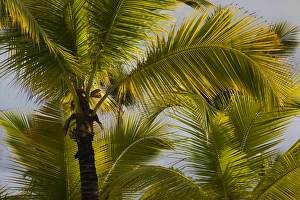 Images Dated 24th December 2009: Dominican Republic, Punta Cana Region, Bavaro, beach palms