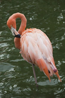 Dominican Republic, Punta Cana Region, Bavaro, pink flamingos, phoenicopterus roseus