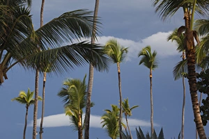 Images Dated 24th December 2009: Dominican Republic, Punta Cana Region, Bavaro, beach palms