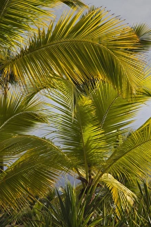 Images Dated 24th December 2009: Dominican Republic, Punta Cana Region, Bavaro, beach palms