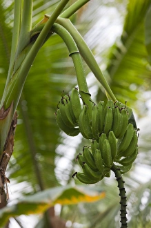 Images Dated 24th December 2009: Dominican Republic, Punta Cana Region, Bavaro, banana tree