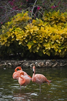 Images Dated 24th December 2009: Dominican Republic, Punta Cana Region, Bavaro, pink flamingos, phoenicopterus roseus