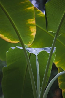 Images Dated 24th December 2009: Dominican Republic, Punta Cana Region, Bavaro, tropical vegetation
