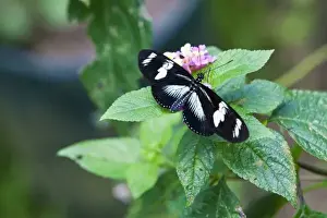 Heliconius Prints: Doris Longwing (Heliconius doris viridis) resting on a plant. Costa Rica