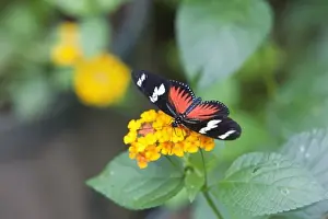 Heliconius Prints: Doris Longwing Red (Heliconius doris) feeding on a flower. Costa Rica
