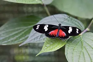Images Dated 13th April 2009: Doris Longwing Red (Heliconius doris) resting on a plant with its wings fully extended