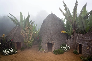 Ethiopia Prints: A Dorze compound with banana grove in foggy weather
