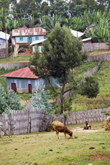 Images Dated 5th February 2010: Dorze in the Guge Mountains, Ethiopia