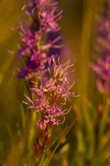 Augusta Prints: Dotted gayfeather wildflowers in the prairie near Augusta, Montana, USA