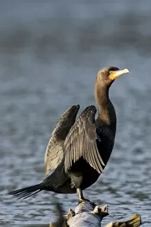A Double-crested Cormorant (Phalacrocorax auritus) drying its wings