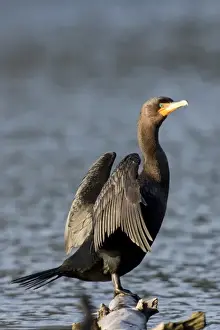 Rick A Brown Prints: A Double-crested Cormorant (Phalacrocorax auritus) drying its wings